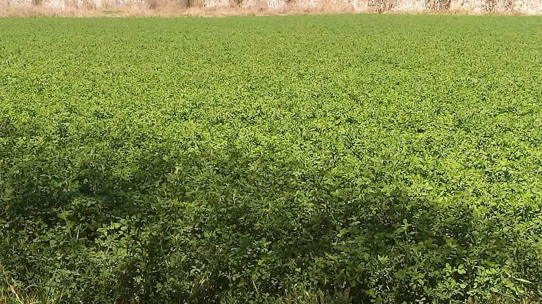 Cultivos de alfalfa se han visto afectados por las recientes heladas registradas en San Juan